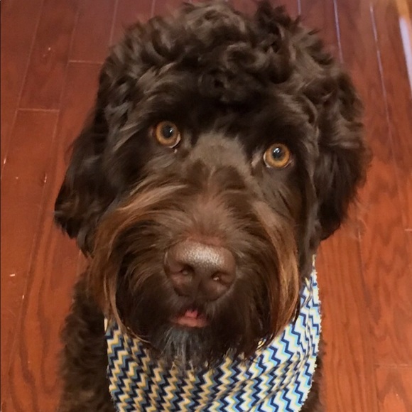 Meet your Posher, Pamela - Picture 1 of 1